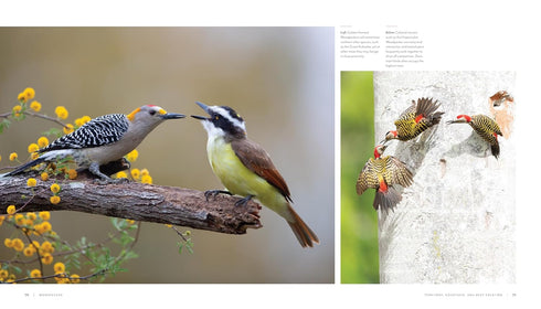 WOODPECKER: A YEAR IN THE LIFE OF NORTH AMERICAN WOODPECKERS - BANNICK. PAUL